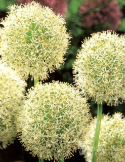 Menu Colossal Allium Collection -Outlet Holland Bulb Farms Store 81128 colossal allium 3