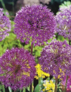 Menu Colossal Allium Collection -Outlet Holland Bulb Farms Store 81128 colossal allium 4