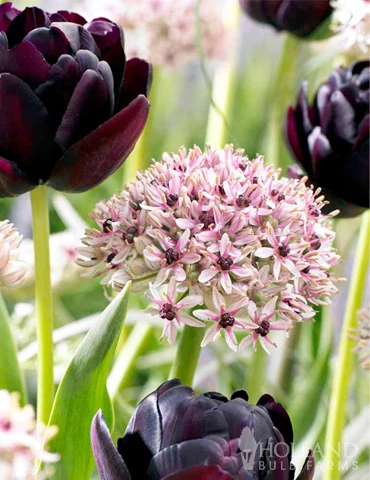 Menu Dark Night Duo Collection 4 Menu Dark Night Duo Collection - Image 2