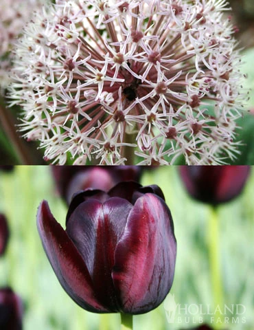 Menu Dark Night Duo Collection 3 Menu Dark Night Duo Collection