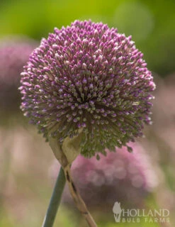 Menu Beginner Allium Collection -Outlet Holland Bulb Farms Store 81135 summer drummer allium 11