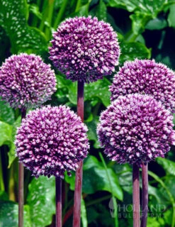Menu Beginner Allium Collection -Outlet Holland Bulb Farms Store 81135 summer drummer allium