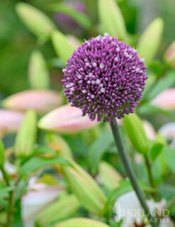 Menu Beginner Allium Collection -Outlet Holland Bulb Farms Store 81135 summer drummer allium 7