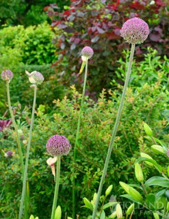 Menu Beginner Allium Collection -Outlet Holland Bulb Farms Store 81135 summer drummer allium 8