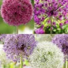 Menu Big And Sensational Allium Collection -Outlet Holland Bulb Farms Store 81141 big and sensational allium collection