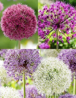 Menu Big And Sensational Allium Collection