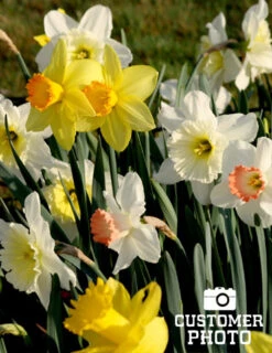 Menu Beginner Daffodil Collection -Outlet Holland Bulb Farms Store 82100 mixed daffodils 2