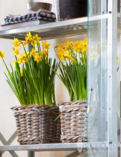 Menu Celebrate Spring Blend 19 Menu Celebrate Spring Blend -Outlet Holland Bulb Farms Store 82101 tete a tete daffodils 5 1