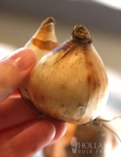 Menu Dwarf Rock Garden Daffodil Collection -Outlet Holland Bulb Farms Store 82103 jetfire daffodil jumbo pack 2