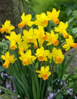 Menu Dwarf Rock Garden Daffodil Collection -Outlet Holland Bulb Farms Store 82103 jetfire daffodil jumbo pack