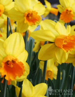 Menu Dwarf Rock Garden Daffodil Collection -Outlet Holland Bulb Farms Store 82103 jetfire daffodil jumbo pack 3