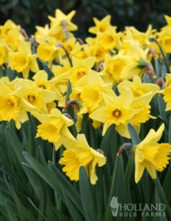Menu Classic Beauty Spring Collection -Outlet Holland Bulb Farms Store 82108 dutch master daffodil 2