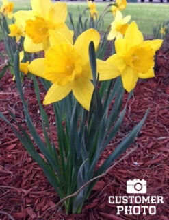 Menu Classic Beauty Spring Collection -Outlet Holland Bulb Farms Store 82108 dutch master daffodil 4