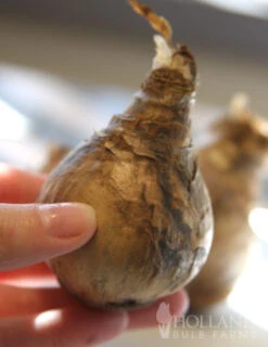 Menu Gipsy's Delight Collection -Outlet Holland Bulb Farms Store 82110 mount hood daffodil 2