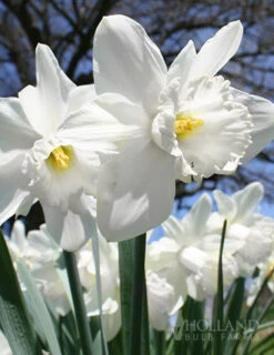 Menu Gipsy's Delight Collection -Outlet Holland Bulb Farms Store 82110 mount hood daffodil