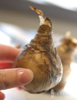 Menu Naturalizing Fall Bulb Collection -Outlet Holland Bulb Farms Store 82114 carlton daffodil 2 1