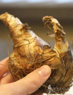 Menu Pink Daffodil Collection -Outlet Holland Bulb Farms Store 82117 pink charm daffodil 2 1