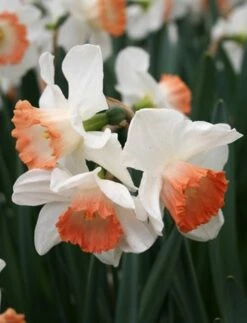 Menu Pink Tulip & Daffodil Collection -Outlet Holland Bulb Farms Store 82117 pink charm daffodil