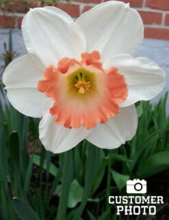 Menu Pink Daffodil Collection -Outlet Holland Bulb Farms Store 82117 pink charm daffodil 3 1