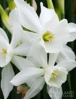Menu Fragrant Mix Collection -Outlet Holland Bulb Farms Store 82121 thalia daffodil 2 2