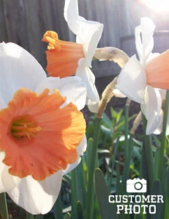 Menu Border Of Blooms Collection -Outlet Holland Bulb Farms Store 82122 accent daffodil 2 2