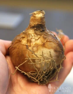 Menu Late Spring Flowers Garden Kit -Outlet Holland Bulb Farms Store 82128 bridal crown daffodil 2