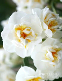 Menu Fragrant Mix Collection -Outlet Holland Bulb Farms Store 82128 bridal crown daffodil 3