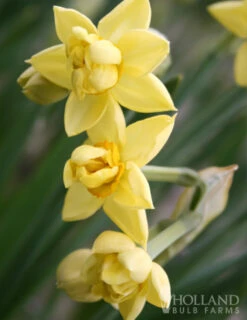Menu Late Spring Blooms Collection -Outlet Holland Bulb Farms Store 82132 yellow cheerfulness daffodils 2 2