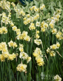 Menu Late Spring Blooms Collection -Outlet Holland Bulb Farms Store 82132 yellow cheerfulness daffodils 3 2