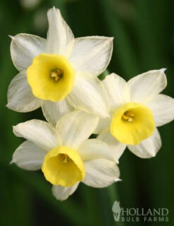 Menu Dwarf Rock Garden Daffodil Collection -Outlet Holland Bulb Farms Store 82139 minnow rock garden daffodil 2