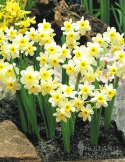 Menu Dwarf Rock Garden Daffodil Collection -Outlet Holland Bulb Farms Store 82139 minnow rock garden daffodil