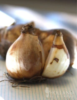 Menu Dwarf Rock Garden Daffodil Collection -Outlet Holland Bulb Farms Store 82139 minnow rock garden daffodil 3