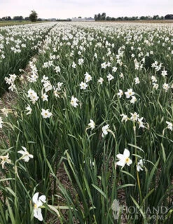 Menu All Spring Blooming Daffodil & Tulip Collection -Outlet Holland Bulb Farms Store 82140 pheasants eye daffodil
