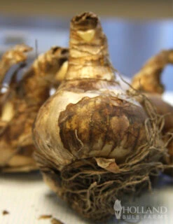 Menu Pink Daffodil Collection -Outlet Holland Bulb Farms Store 82141 replete pink daffodil 2 1