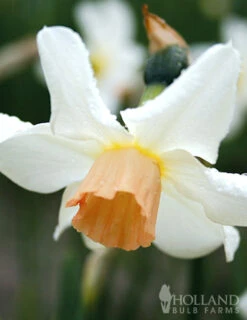 Menu Bells And Blue Duo Collection -Outlet Holland Bulb Farms Store 82143 bell song daffodil 4