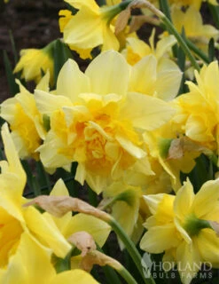 Menu Double Daffodil Collection -Outlet Holland Bulb Farms Store 82149 dick wilden daffodil 2