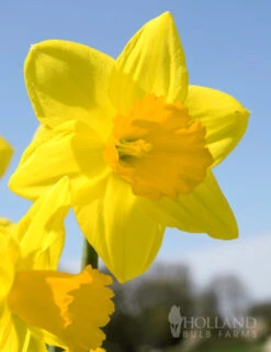 Menu Under The Tree And Blooming Collection 21 Menu Under The Tree And Blooming Collection -Outlet Holland Bulb Farms Store 82158 fortune daffodil