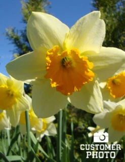 Menu Under The Tree And Blooming Collection 22 Menu Under The Tree And Blooming Collection -Outlet Holland Bulb Farms Store 82158 fortune daffodil 3