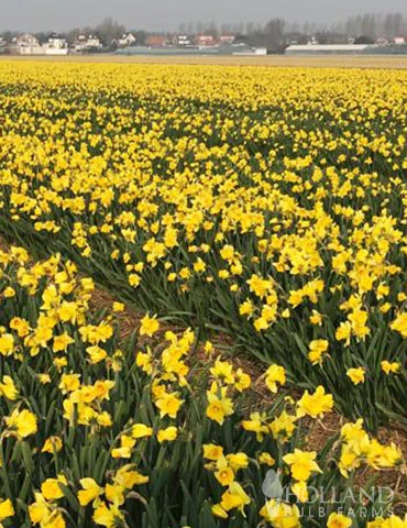 Menu 100 Tulips & Daffodils Collection 7 Menu 100 Tulips & Daffodils Collection - Image 5