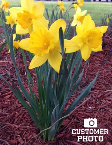Menu 100 Tulips & Daffodils Collection 9 Menu 100 Tulips & Daffodils Collection - Image 7