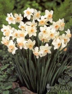 Menu Dwarf Rock Garden Daffodil Collection -Outlet Holland Bulb Farms Store 82168 dwarf rock garden daffodil collection 2