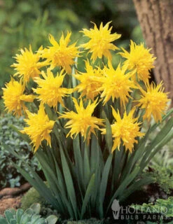 Menu Dwarf Rock Garden Daffodil Collection -Outlet Holland Bulb Farms Store 82168 dwarf rock garden daffodil collection 3