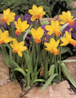 Menu Dwarf Rock Garden Daffodil Collection -Outlet Holland Bulb Farms Store 82168 dwarf rock garden daffodil collection 4