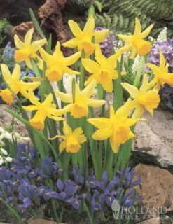 Menu Dwarf Rock Garden Daffodil Collection -Outlet Holland Bulb Farms Store 82168 dwarf rock garden daffodil collection 5