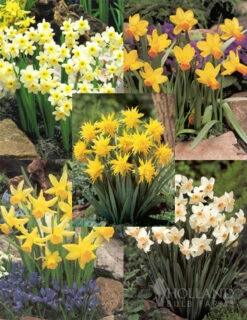 Menu Dwarf Rock Garden Daffodil Collection