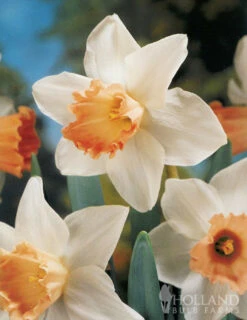 Menu Pink Daffodil Collection -Outlet Holland Bulb Farms Store 82169 pink daffodil collection 3