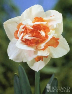 Menu Pink Daffodil Collection -Outlet Holland Bulb Farms Store 82169 pink daffodil collection 4