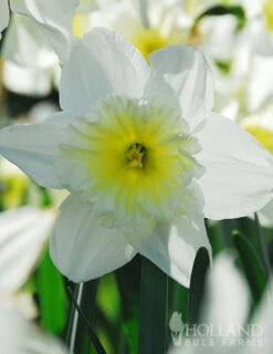 Menu Small Space Red, White And Blue Kit -Outlet Holland Bulb Farms Store 82172 ice follies wholesale white daffodils 3 1