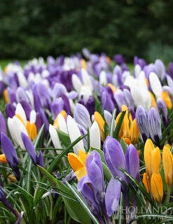 Menu Prime Fall Flower Bulb Garden 20 Menu Prime Fall Flower Bulb Garden -Outlet Holland Bulb Farms Store 83101 large mixed crocus 2