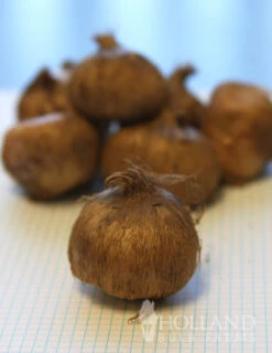 Menu 90 Days Of Spring Flowers Garden Kit 23 Menu 90 Days Of Spring Flowers Garden Kit -Outlet Holland Bulb Farms Store 83101 large mixed crocus 3 3